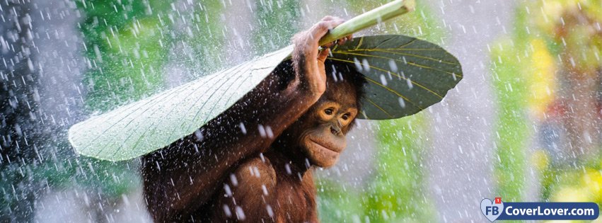 Cute Monkey Under The Rain
