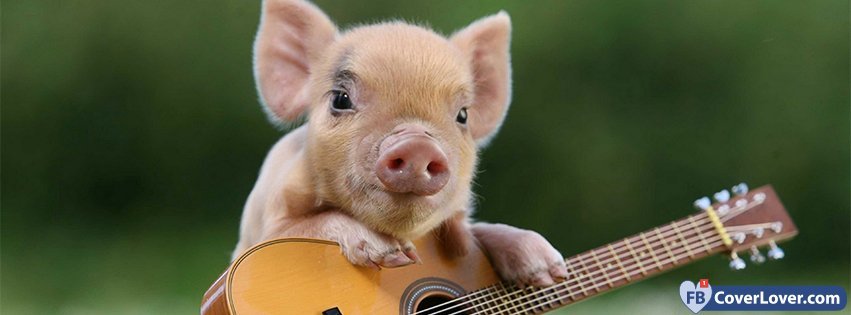 Cute Pig 2 