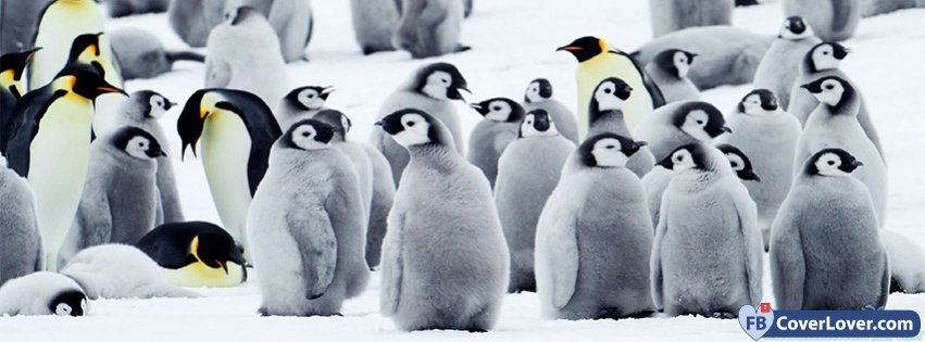 Penguin Awareness Day 1