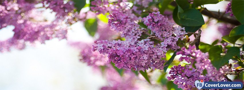 Spring Purple Lilac seasonal Facebook Cover