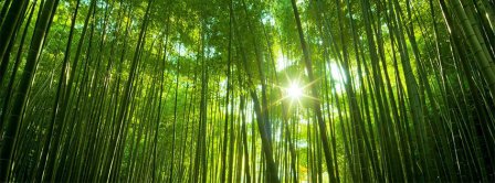 Bamboo Forest Facebook Covers